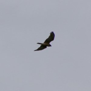 Circus approximans at Moruya Heads, NSW - 13 Jul 2020