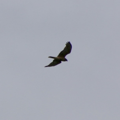 Circus approximans (Swamp Harrier) at Batemans Marine Park - 13 Jul 2020 by LisaH