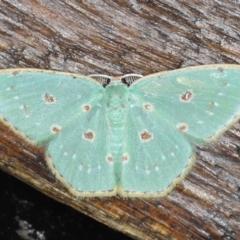 Comostola laesaria (A Geometrid moth (Geometrinae) at Congo, NSW - 7 Jul 2020 by jb2602