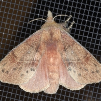 Opsirhina albigutta (Opsirhina albigutta) at Congo, NSW - 7 Jul 2020 by jb2602