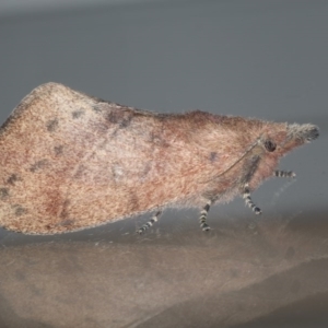 Opsirhina albigutta at Congo, NSW - 7 Jul 2020