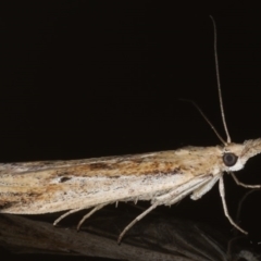 Faveria tritalis (Couchgrass Webworm) at Congo, NSW - 7 Jul 2020 by jb2602