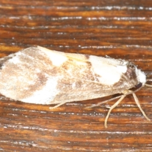 Philenora elegans at Congo, NSW - 7 Jul 2020