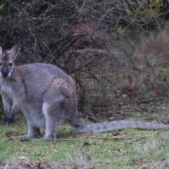 Notamacropus rufogriseus (Red-necked Wallaby) at Broulee Moruya Nature Observation Area - 13 Jul 2020 by LisaH