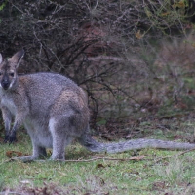 Notamacropus rufogriseus (Red-necked Wallaby) at Broulee Moruya Nature Observation Area - 13 Jul 2020 by LisaH
