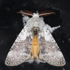 Calliteara pura (Perfect Tussock Moth) at Congo, NSW - 7 Jul 2020 by jbromilow50