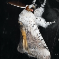 Calliteara pura at Congo, NSW - 7 Jul 2020