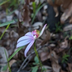 Caladenia picta (Painted Fingers) at Mogo, NSW - 4 Jun 2020 by NickWilson