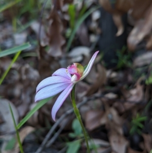 Caladenia picta at Mogo, NSW - suppressed