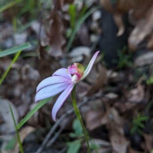 Caladenia picta at Mogo, NSW - 4 Jun 2020