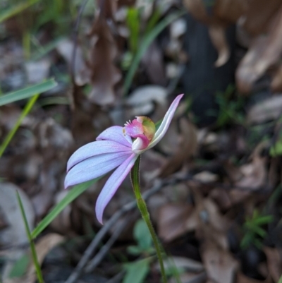 Caladenia picta (Painted Fingers) at Mogo State Forest - 4 Jun 2020 by NickWilson