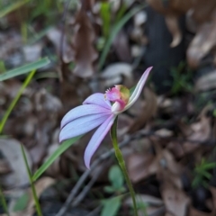 Caladenia picta at Mogo, NSW - suppressed