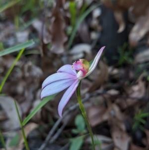 Caladenia picta at Mogo, NSW - 4 Jun 2020