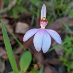 Caladenia picta at Mogo, NSW - 4 Jun 2020