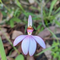 Caladenia picta at Mogo, NSW - 4 Jun 2020