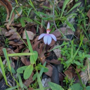 Caladenia picta at Mogo, NSW - suppressed