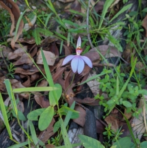 Caladenia picta at Mogo, NSW - 4 Jun 2020