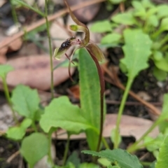 Chiloglottis diphylla (Common Wasp Orchid) at Yerriyong State Forest - 10 Jun 2020 by NickWilson