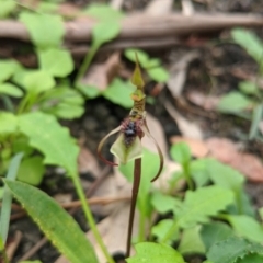 Chiloglottis diphylla at Jerrawangala, NSW - suppressed