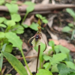 Chiloglottis diphylla at Jerrawangala, NSW - suppressed