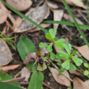 Chiloglottis diphylla at Jerrawangala, NSW - 10 Jun 2020