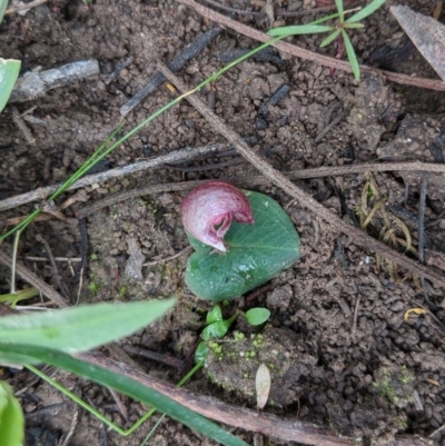 Corybas aconitiflorus (Spurred Helmet Orchid) at Boyne State Forest - 23 Jun 2020 by NickWilson