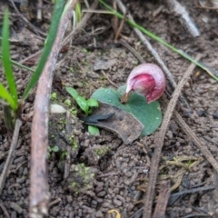 Corybas aconitiflorus at East Lynne, NSW - suppressed