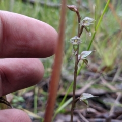 Acianthus fornicatus (Pixie-caps) at East Lynne, NSW - 23 Jun 2020 by NickWilson