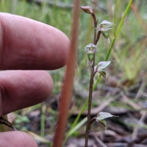 Acianthus fornicatus at East Lynne, NSW - suppressed