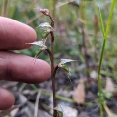 Acianthus fornicatus at East Lynne, NSW - suppressed