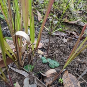 Acianthus fornicatus at East Lynne, NSW - suppressed