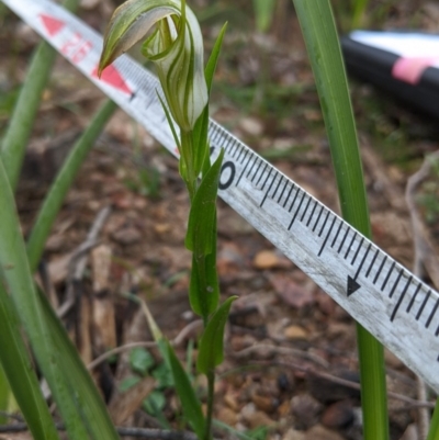 Pterostylis grandiflora (Cobra Greenhood) at East Lynne, NSW - 24 Jun 2020 by NickWilson