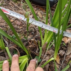 Pterostylis grandiflora at East Lynne, NSW - suppressed