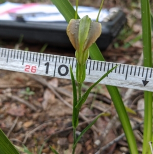 Pterostylis grandiflora at East Lynne, NSW - 24 Jun 2020