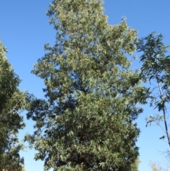 Acacia falciformis (Broad-leaved Hickory) at Coree, ACT - 6 Apr 2018 by YumiCallaway