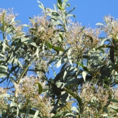 Acacia falciformis at Coree, ACT - 7 Apr 2018