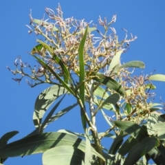 Acacia falciformis at Coree, ACT - 7 Apr 2018 09:15 AM