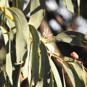 Acacia falciformis at Coree, ACT - 7 Apr 2018 09:15 AM