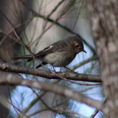 Petroica rosea (Rose Robin) at Moruya, NSW - 14 Jul 2020 by LisaH