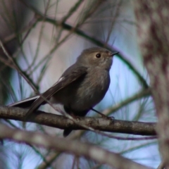 Petroica rosea at Moruya, NSW - suppressed