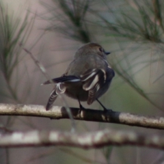 Petroica rosea at Moruya, NSW - suppressed