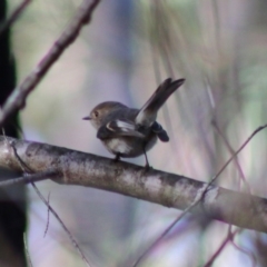 Petroica rosea at Moruya, NSW - suppressed