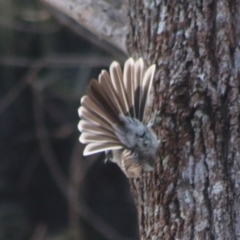 Petroica rosea at Moruya, NSW - suppressed