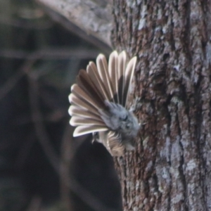 Petroica rosea at Moruya, NSW - suppressed