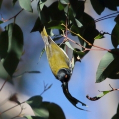 Melithreptus lunatus (White-naped Honeyeater) at Bundanoon, NSW - 13 Jul 2020 by Snowflake