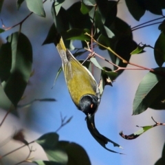 Melithreptus lunatus (White-naped Honeyeater) at Wingecarribee Local Government Area - 13 Jul 2020 by Snowflake