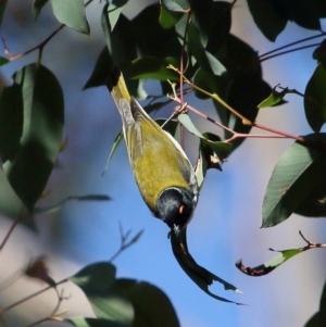 Melithreptus lunatus at Bundanoon, NSW - 13 Jul 2020 12:58 PM