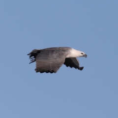 Haliaeetus leucogaster (White-bellied Sea-Eagle) at Congo, NSW - 6 Jul 2020 by jb2602