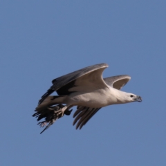 Icthyophaga leucogaster at Congo, NSW - 6 Jul 2020 02:56 PM
