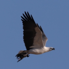 Icthyophaga leucogaster at Congo, NSW - 6 Jul 2020 02:56 PM